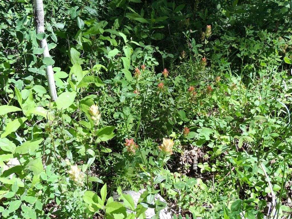 Lot 33, Wapiti River SW-21-69-10-W6   - Photo 11