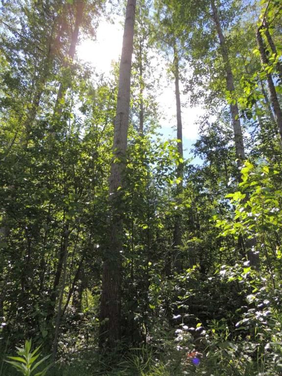 Lot 25, Wapiti River SW-21-69-10-W6   - Photo 10