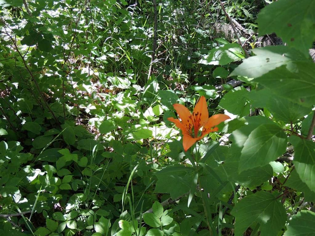 Lot 25, Wapiti River SW-21-69-10-W6   - Photo 12
