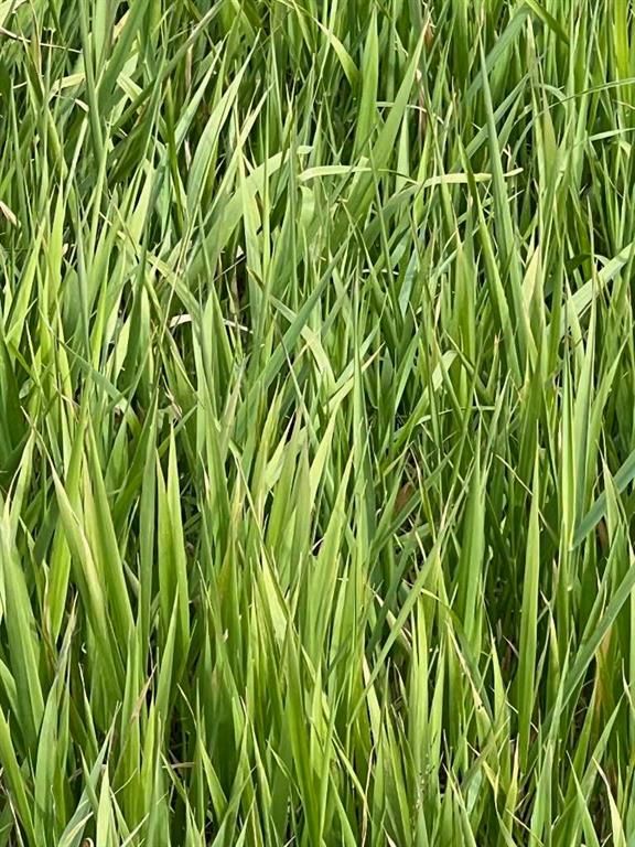 Portion of NE 2 74 9 W6 &amp; NW 2 74 9 W6   - Photo 17