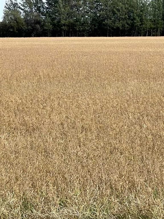 Portion of NE 2 74 9 W6 &amp; NW 2 74 9 W6   - Photo 20