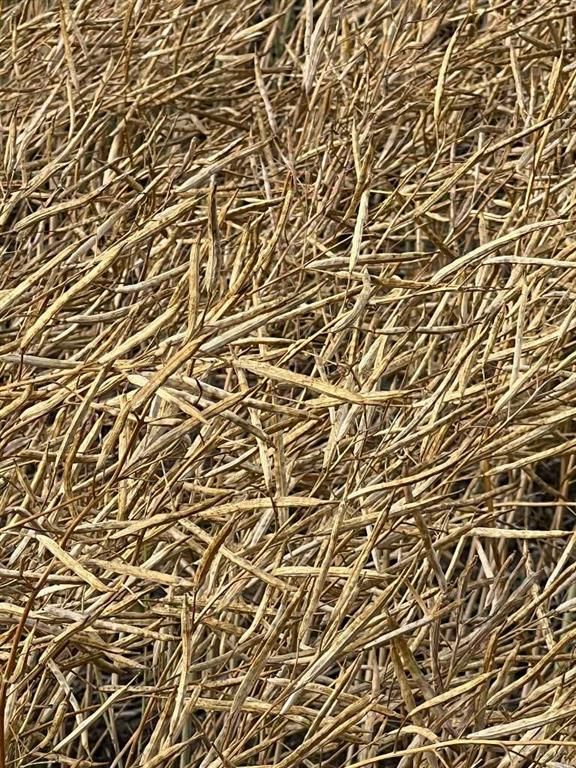 Portion of NE 2 74 9 W6 &amp; NW 2 74 9 W6   - Photo 22