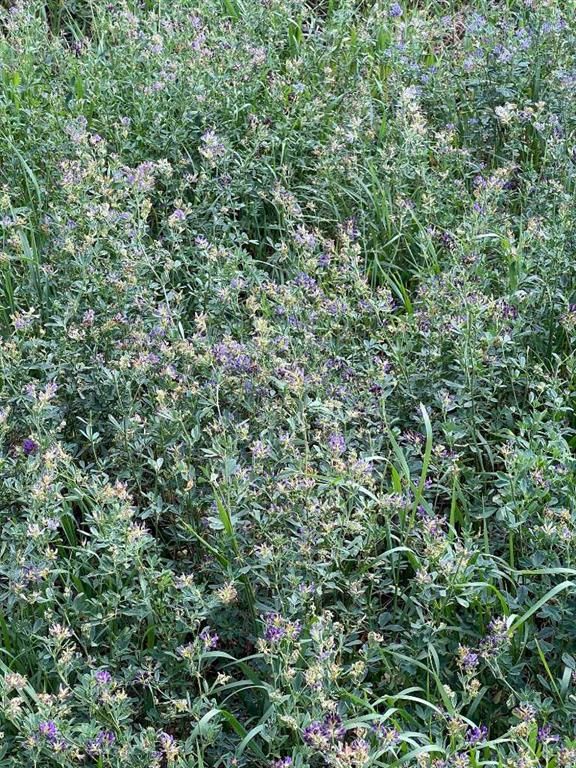 Portion of NE 2 74 9 W6 &amp; NW 2 74 9 W6   - Photo 32