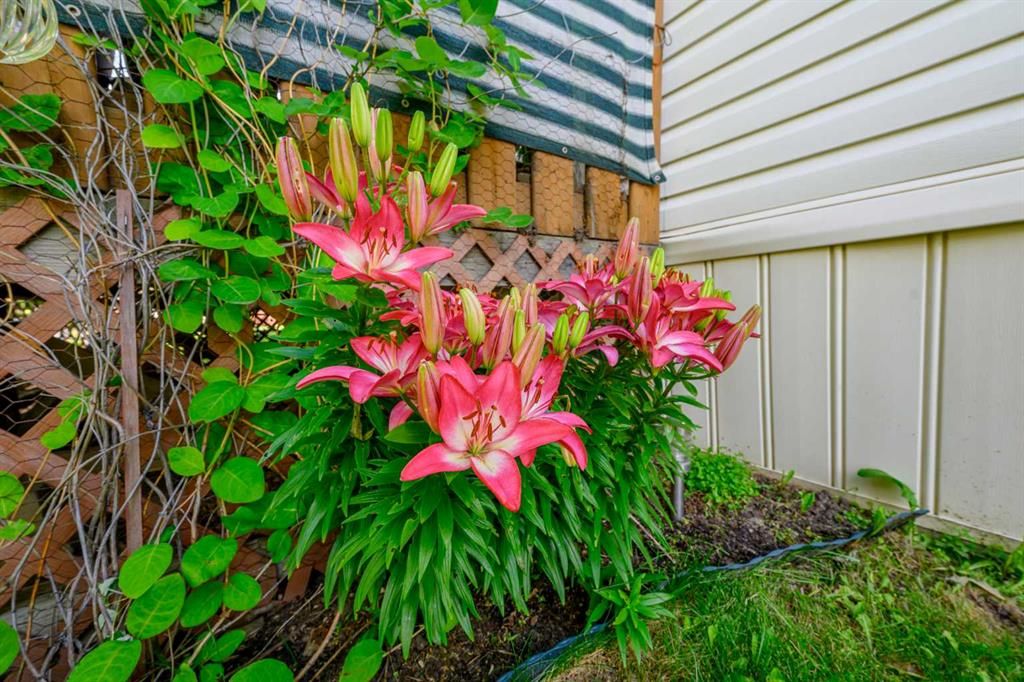 8505 90A Street  - Photo 31